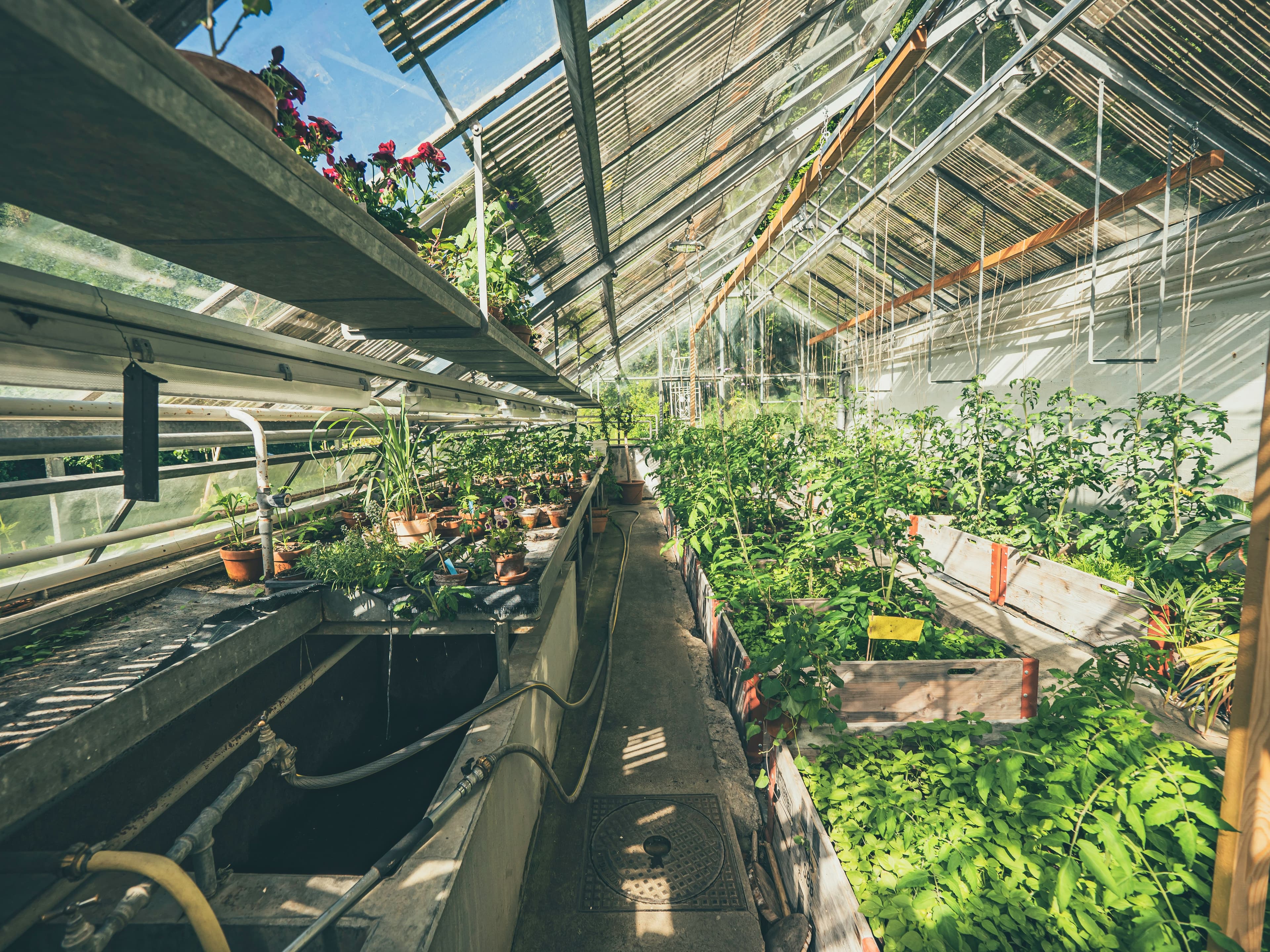 Hargeisa Fresh — building Somalia's food future